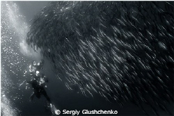 Sardine Run, Bait Ball by Sergiy Glushchenko 